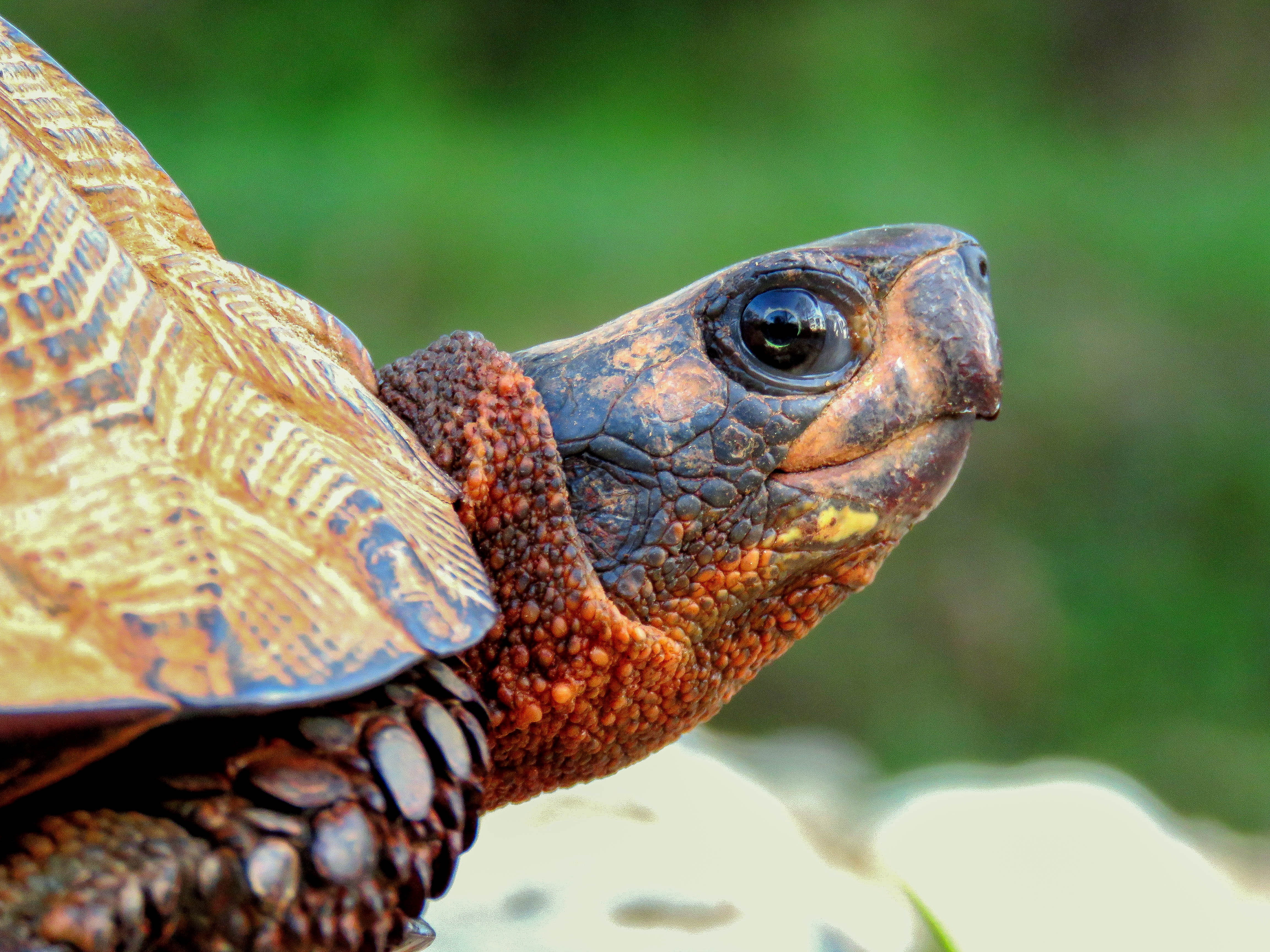 Habitat Suitability Models for the Imperiled Wood Turtle | Caitlin C ...